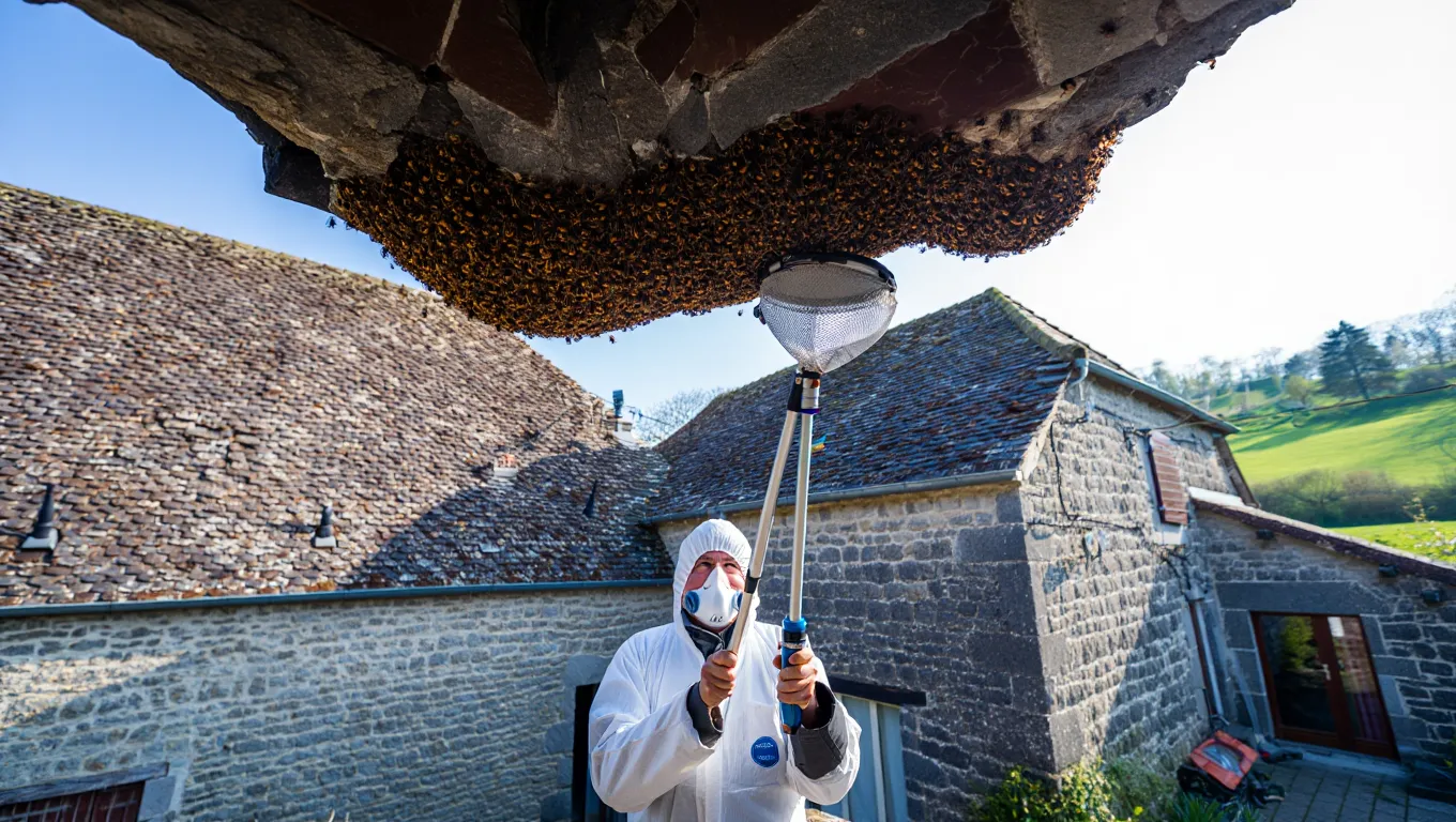 Technicien anti-nuisibles en combinaison retirant un nid de frelons dans le Gers